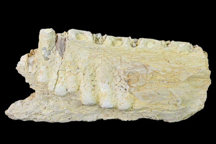 Fossil Xiphactinus Jaw Section - Smoky Hill Chalk, Kansas #134860